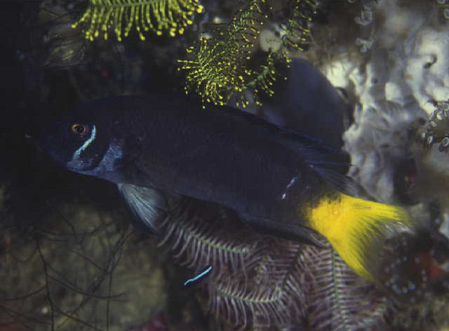 Pseudochromis moorei